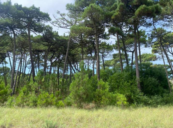 Terreno · 875m²