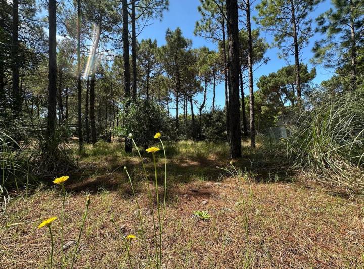 Terreno · 1177m²