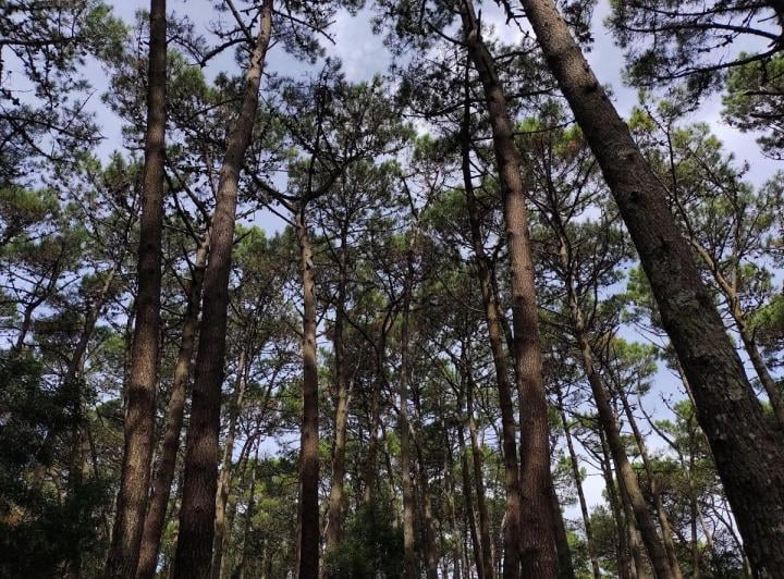 Terreno · 11000000m²