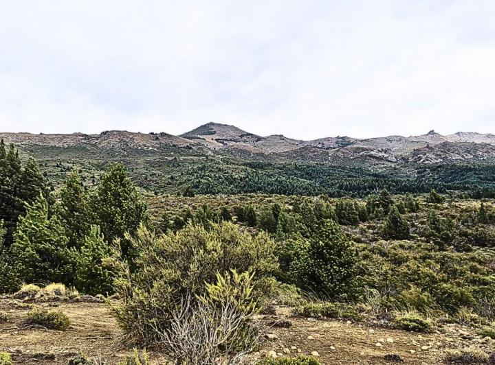 Campo · 150ha