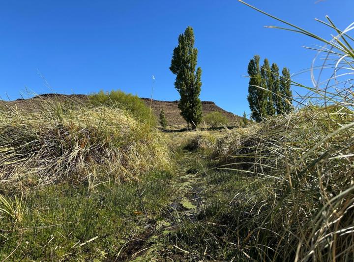 Campo · 136850000ha · 4 Dormitorios