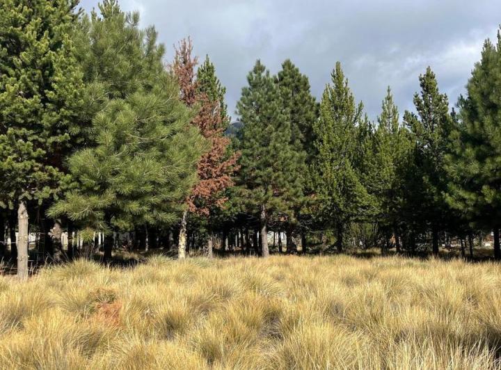Terreno · 1160m²