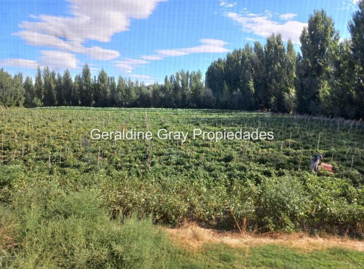 Campo · 53000m²