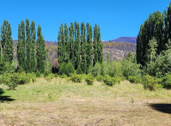 Campo · 60000ha