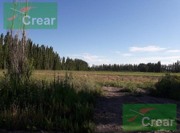 Campo · 80000m²