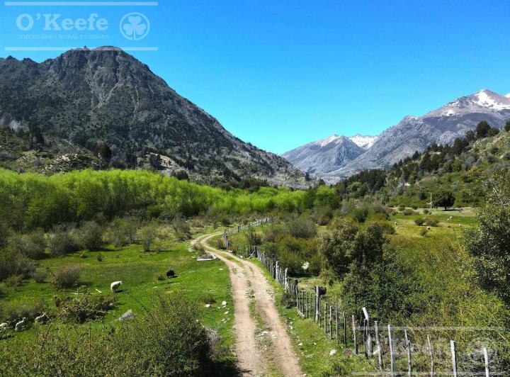Campo
