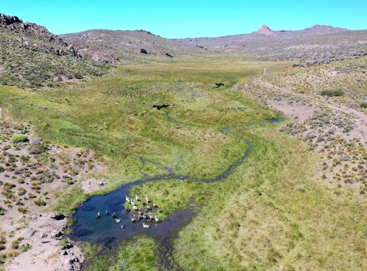 Campo · 52490000ha