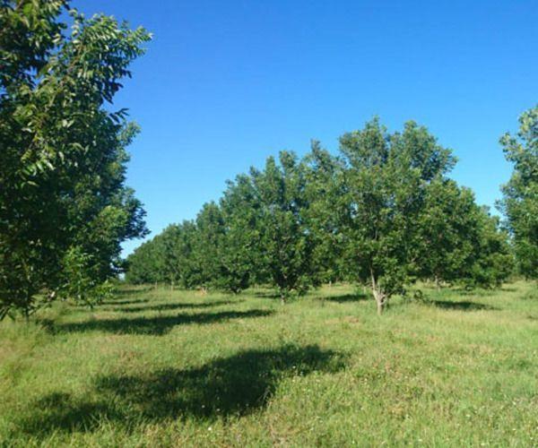 Campo · 13m²