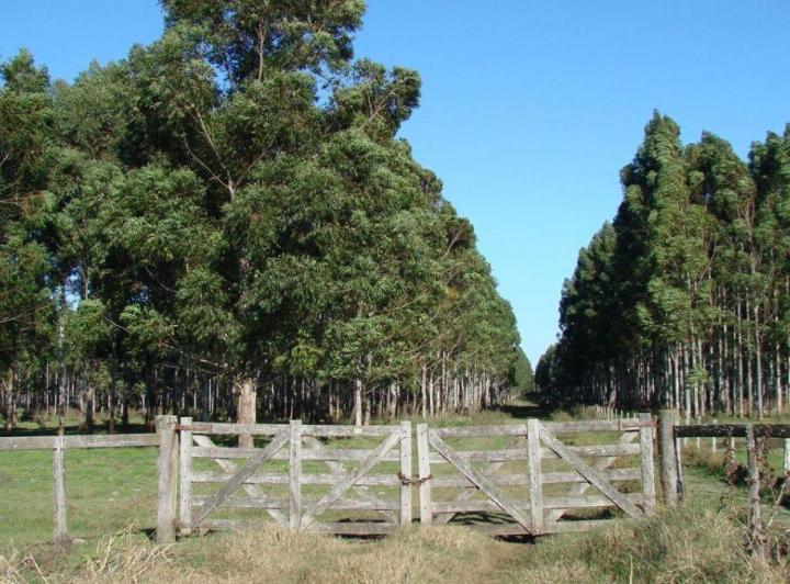 Campo · 101ha