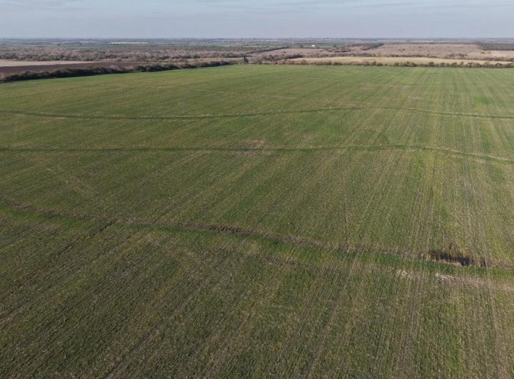 Campo · 50ha