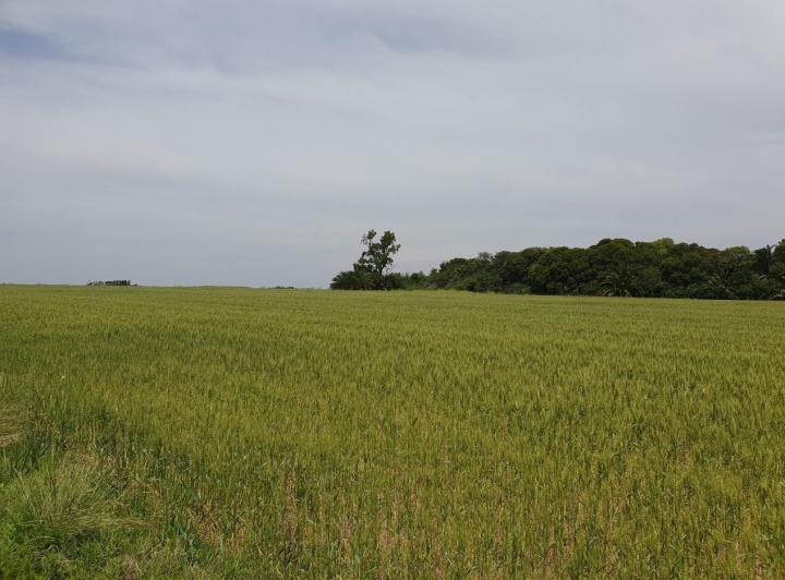 Campo