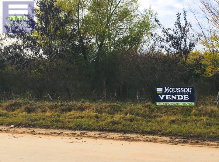 Campo · 250000ha