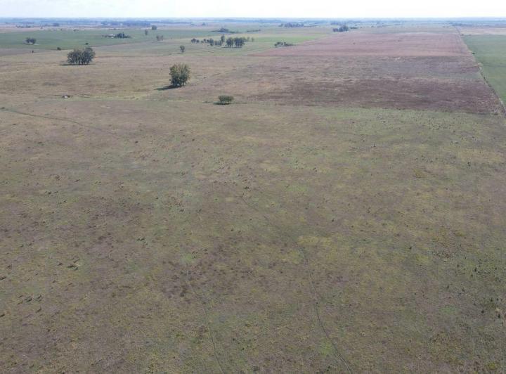 Campo · 130ha