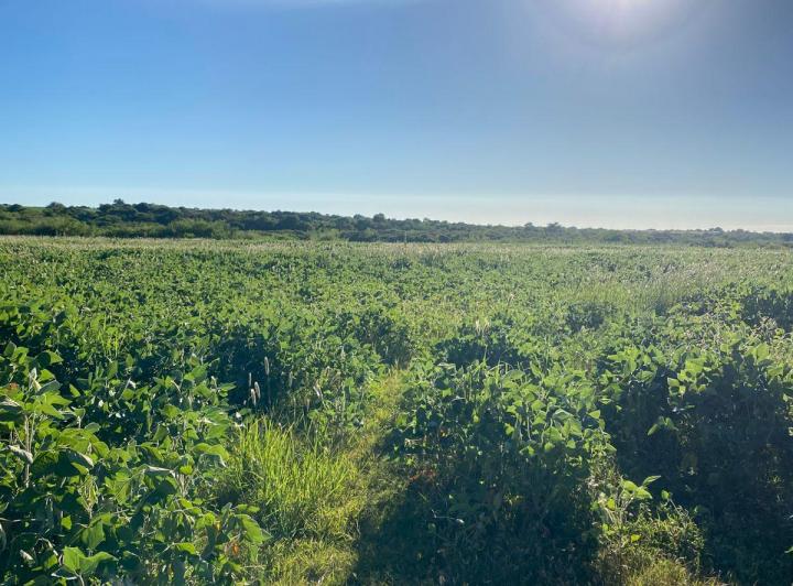 Terreno · 65ha