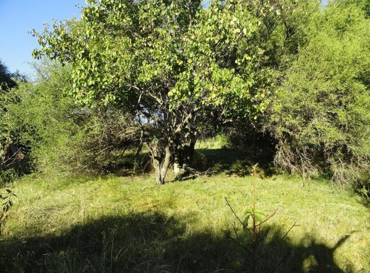 Campo · 391ha