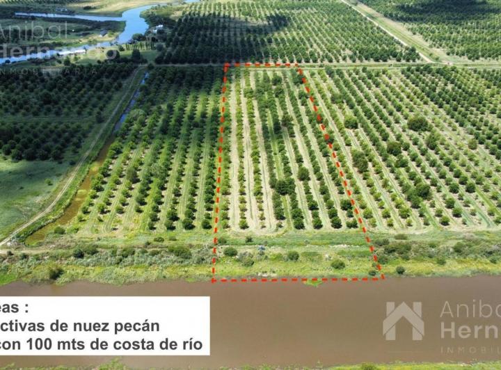 Campo · 50000m²