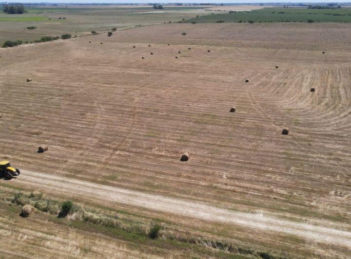Campo · 1ha