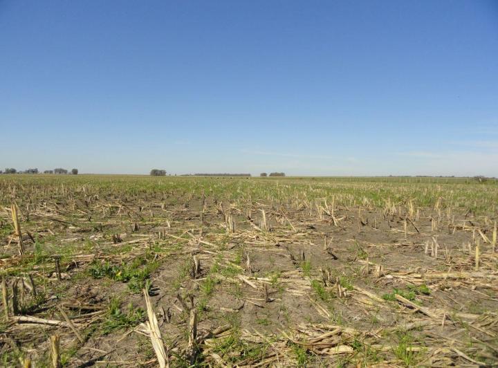 Campo · 90ha