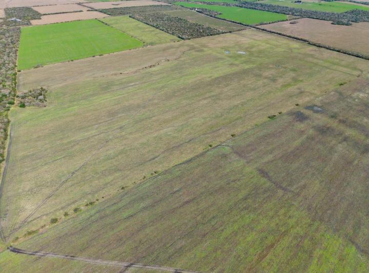 Campo · 230ha