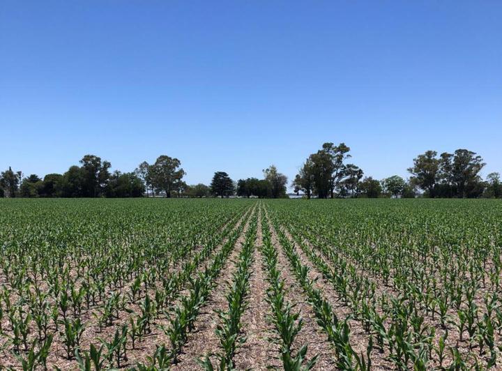 Campo · 72ha