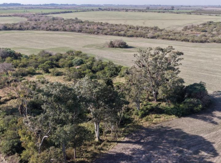 Campo · 142ha