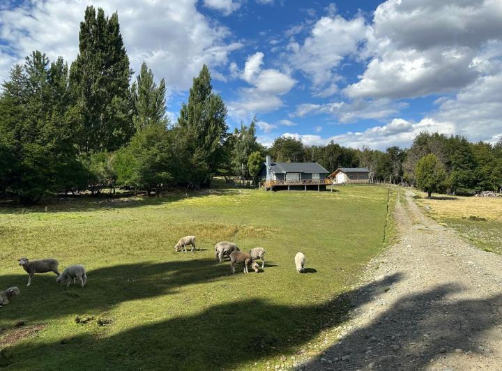 Campo