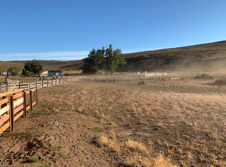 Campo · 2500ha