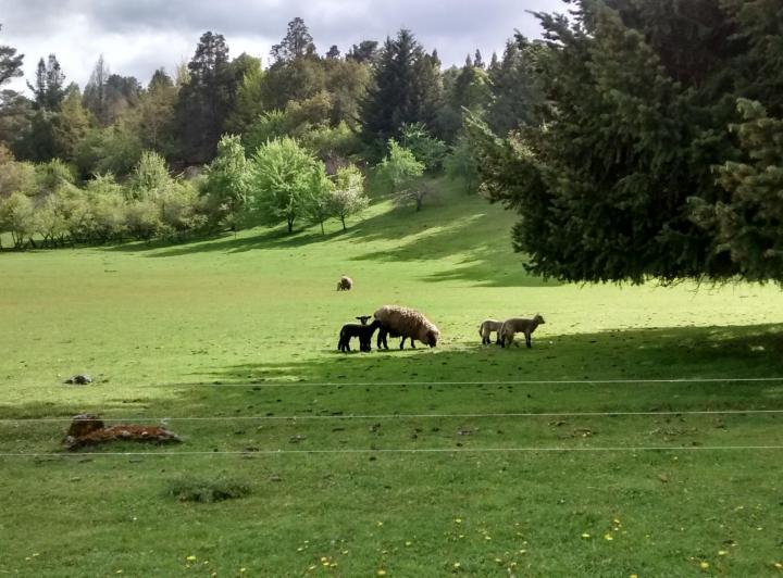 Campo