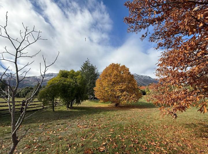 Campo · 49209m²