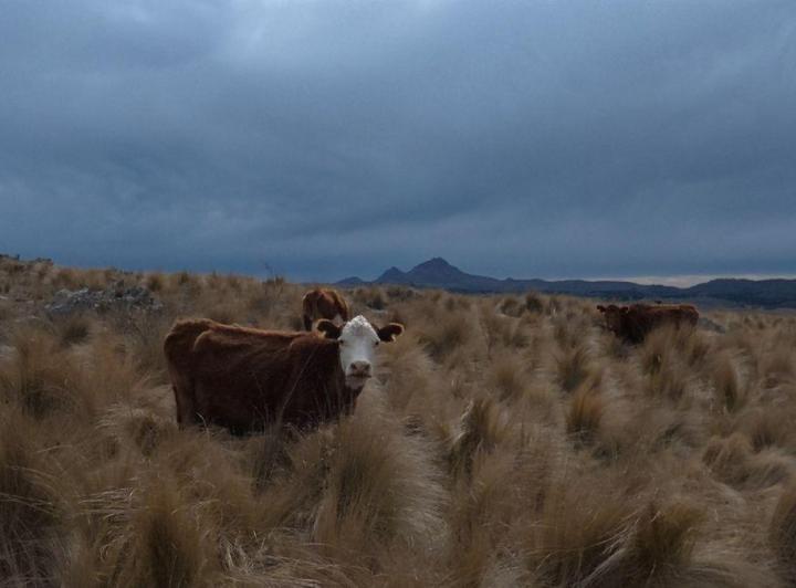Campo · 60ha