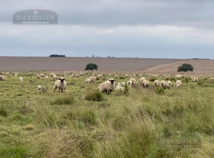 Campo · 2007ha