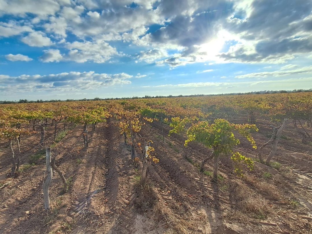 Venta de finca productiva 50 ha, Medrano, Mendoza