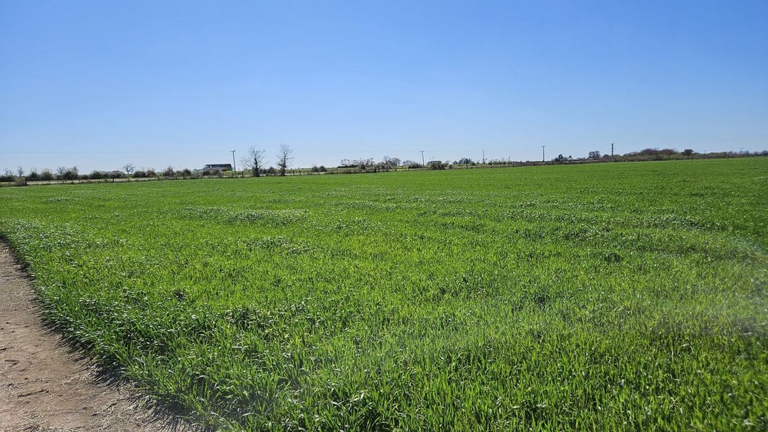VENTA/CAMPO AGRICOLA/ RUTA NACIONAL 19/ SA PEREYRA