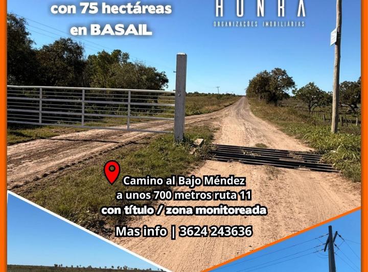 Campo