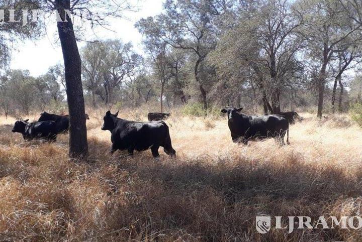 Campo · 25000000ha
