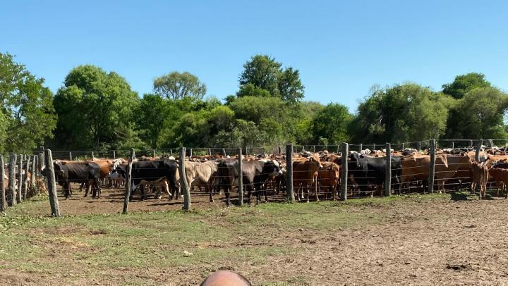 Campo · 15970000m²