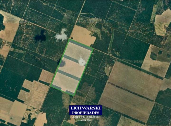 Campo · 200ha