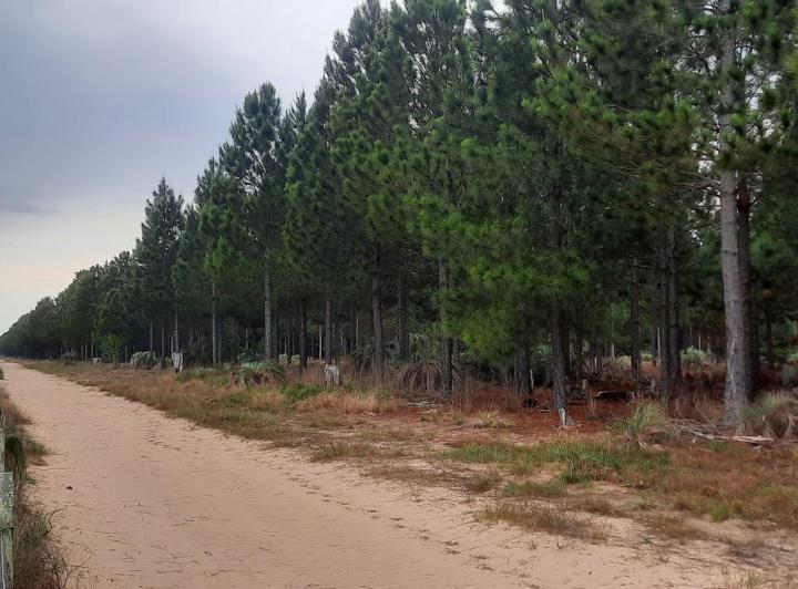 Campo · 28000000m²