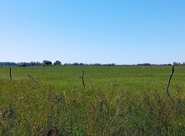 Terreno · 50ha