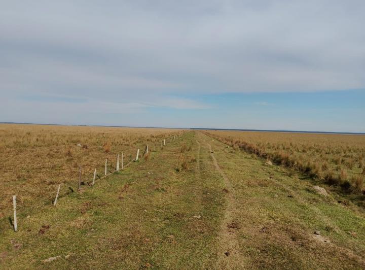 Campo · 17000000ha