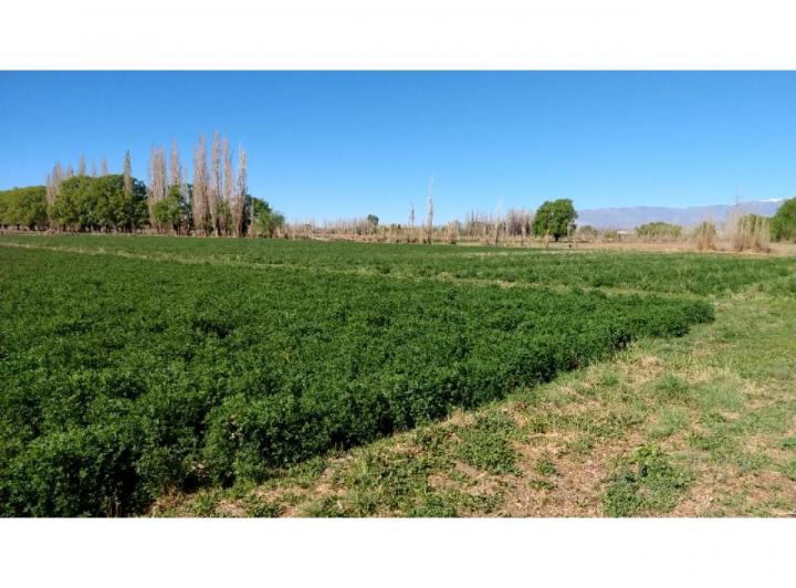 Campo · 13ha