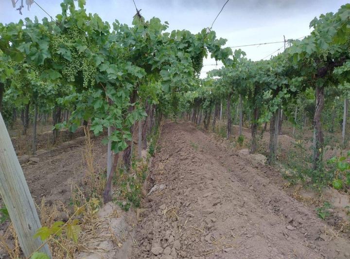 Campo · 6ha
