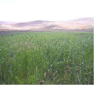 Campo · 300000000ha