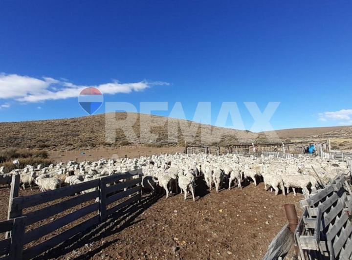 Campo · 5000ha