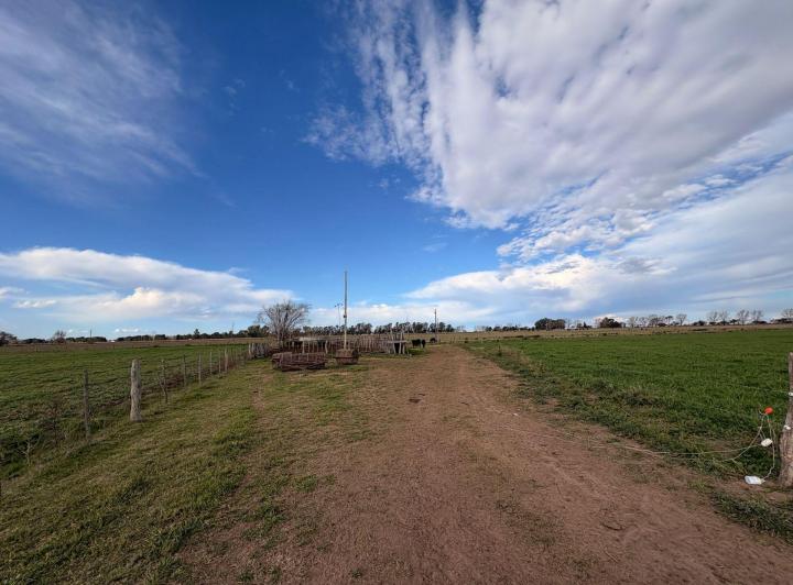 Campo · 31ha