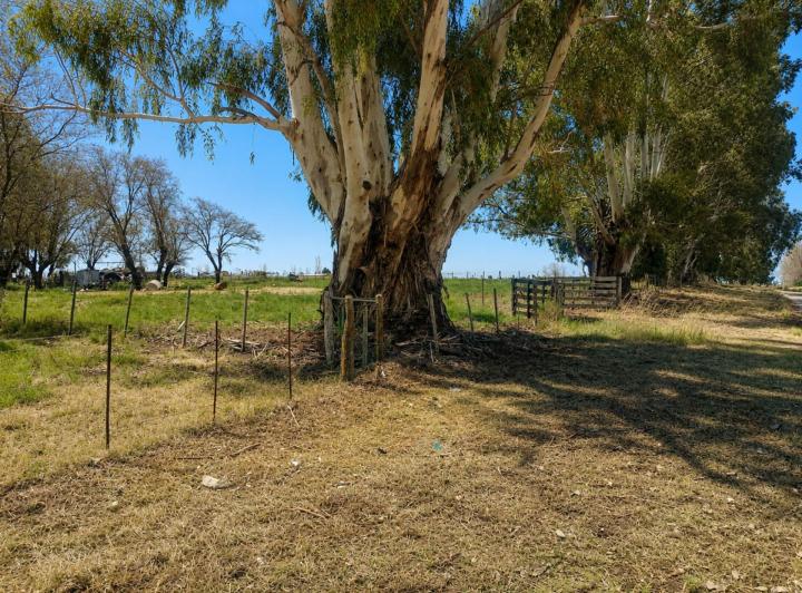 Campo · 11ha