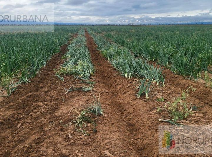 Campo · 800ha