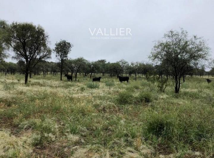 Campo · 8000m²