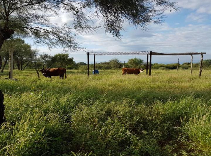 Campo · 2600m²