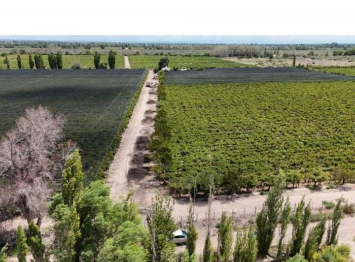 Campo · 500ha